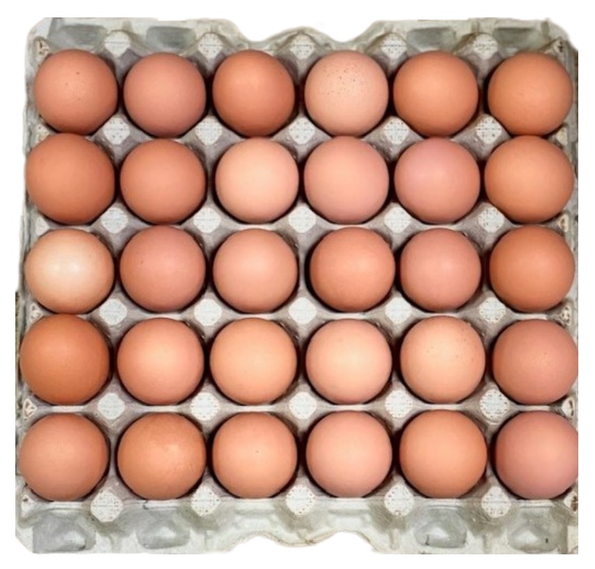 #6-11 Brown Eggs